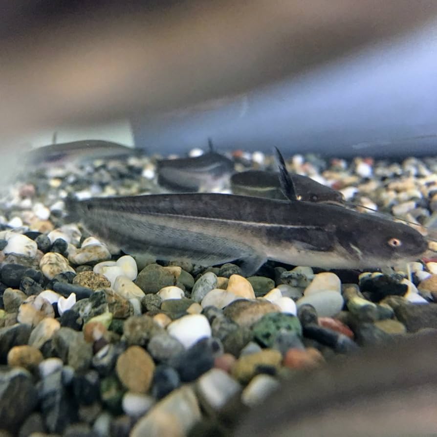 Amazon.co.jp: (Freshwater Fish) Catfish, 3.1 - 5.9 inches (8